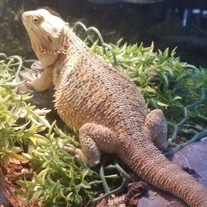 Meet your Posher, Athena